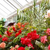 Greenhouses - Typical Temperatures